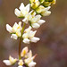 Melony White Photo 30