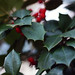 Holly Bush Photo 41