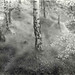 John Blakemore Photo 39