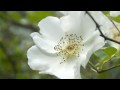 Rose Steen Photo 13