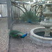 Joel Peacock Photo 28