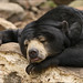 Oren Root Photo 15