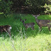 Thomas Deer Photo 22