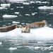 William Seals Photo 36