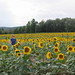 Carolyn Field Photo 29