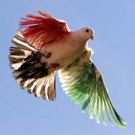 Ali Qasem Photo 24