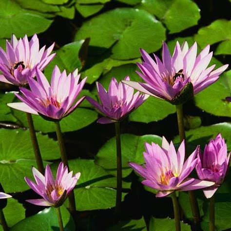 Jyoti Gupta Photo 20