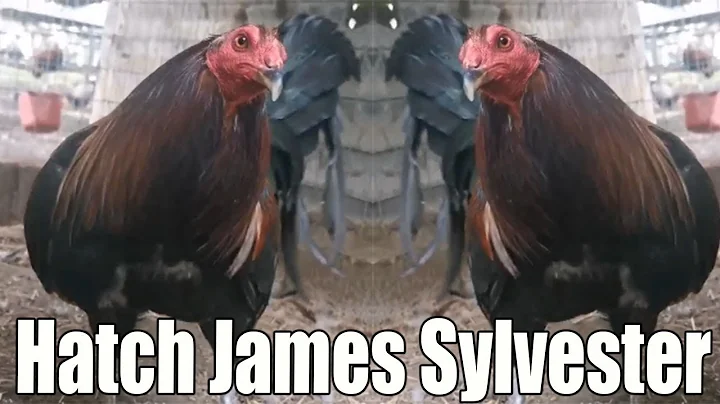 James Silvester Photo 13
