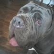 Susan Fiedler Photo 9