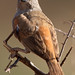 Thomas Parrot Photo 19
