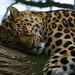April Leopard Photo 16