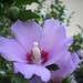 Violet Bell Photo 39
