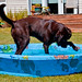 Charlie Pool Photo 18