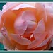 Omar Rose Photo 27