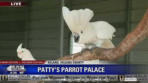 David Parrot Photo 11