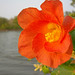 Flor Galindo Photo 25
