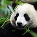 Way Cheng Photo 22