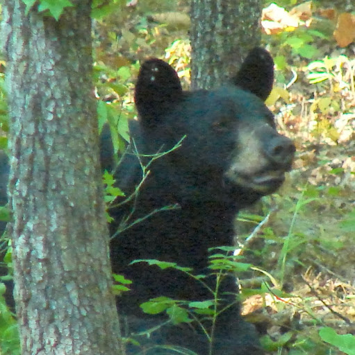 Roger Covington Photo 1