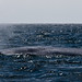 Mark Musculus Photo 14