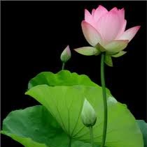 Dat Huynh Photo 14