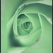 Rose Meister Photo 23