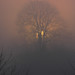 Misty King Photo 39