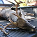 Brian Ogden Photo 42