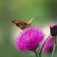 Mohammad Nazir Photo 3