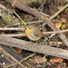 Robin Branch Photo 38