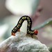 Karen Wing Photo 29