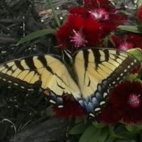 Becky Sims Photo 3