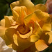 Rose Palma Photo 33