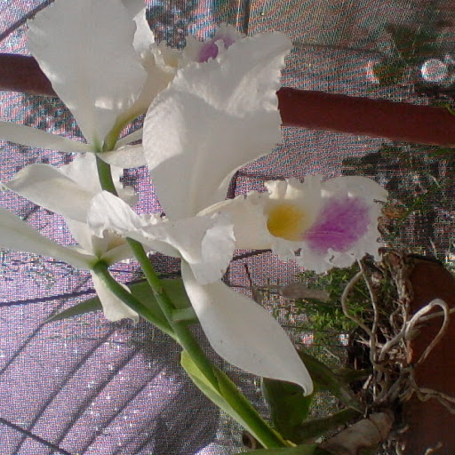 Carmen Aguiar Photo 12