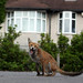Wade Fox Photo 42
