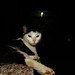 Heng Ou Photo 19