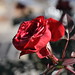 Rose Robles Photo 37
