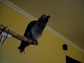 Adam Yaco Photo 2