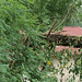 Evelyn Garrison Photo 36