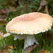 John Horak Photo 29