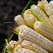 Jonathan Corn Photo 15