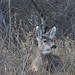 Douglas Doe Photo 29