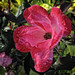 Margie Bush Photo 18