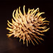 Burr Brown Photo 18