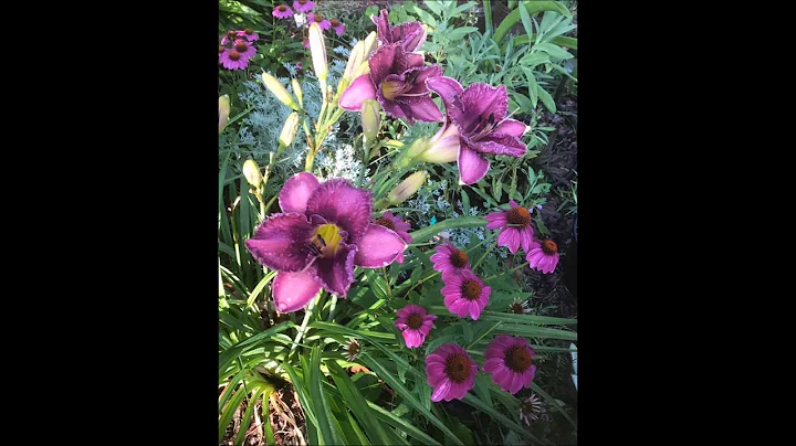 Jane Beall Photo 12