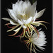 Beverly Bloom Photo 24