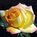 Robin Rose Photo 45