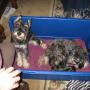 Susan Woodall Photo 25