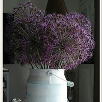 Vincent Surace Photo 5