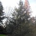 Diane Chestnut Photo 23