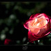 I Rose Photo 24